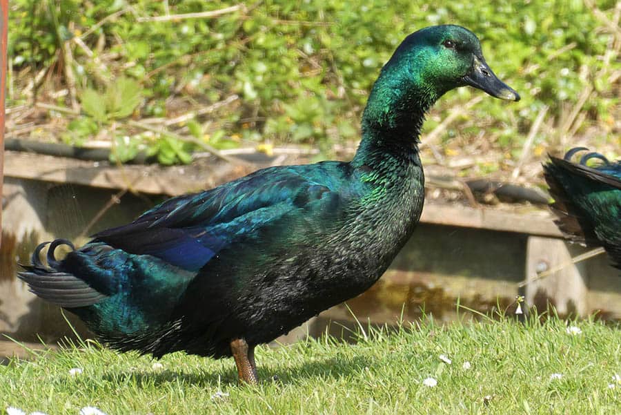 cayuga duck in the backyard