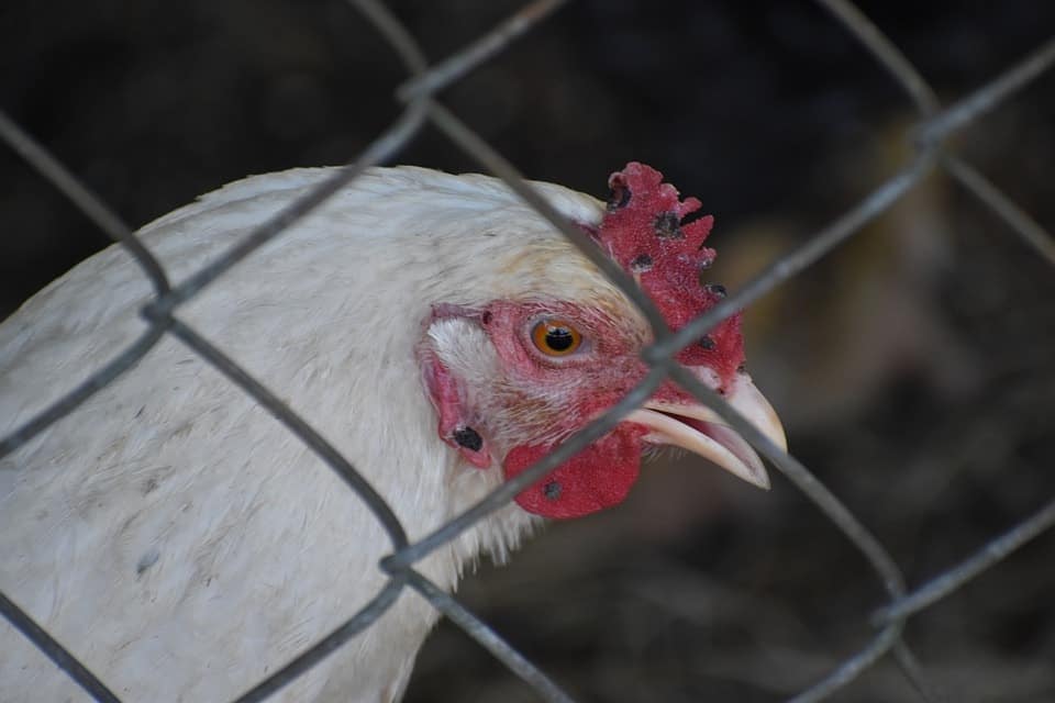 chain link fenced chicken
