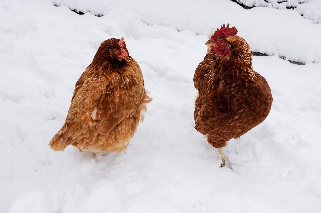 chestnut chickens