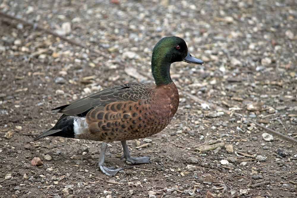 chestnut teal