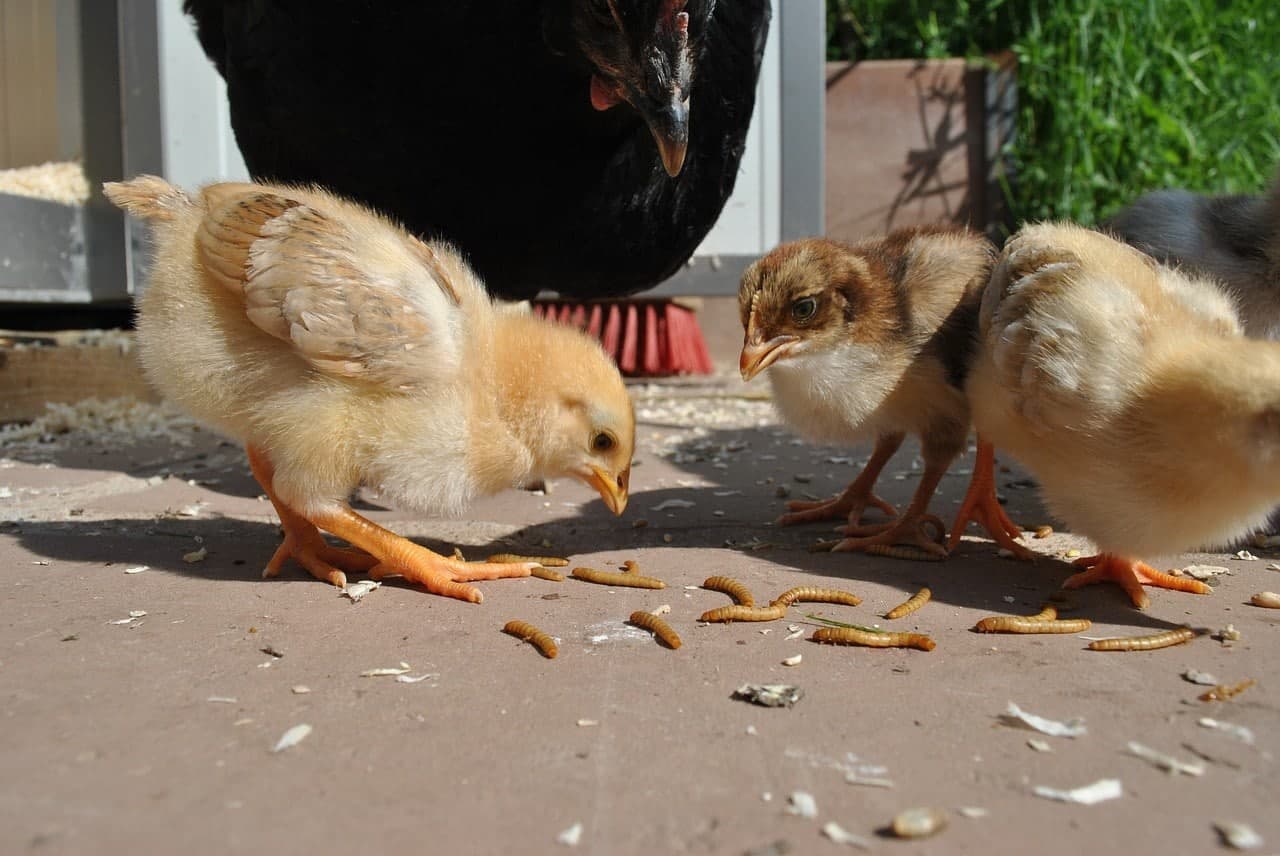 hen and chicks chicken eating worm