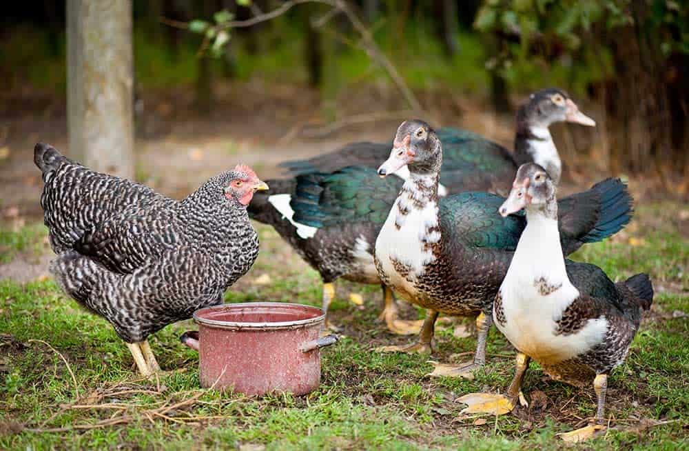 chicken and ducks eating