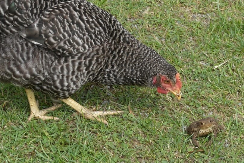 chicken and frog