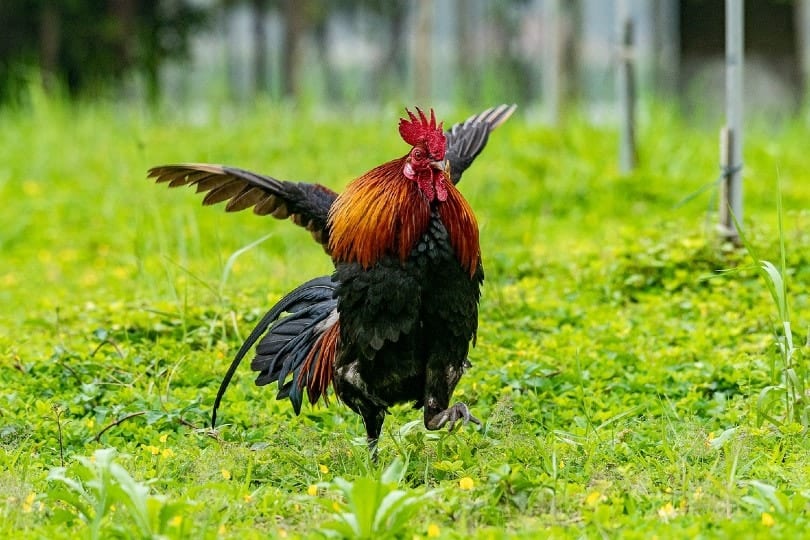 chicken attempting to fly outdoors