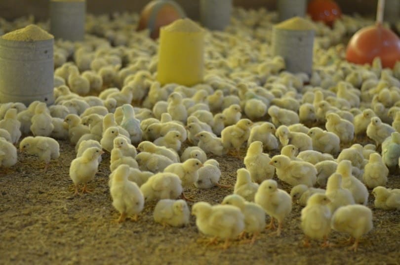 chicken chicks_Piqsels