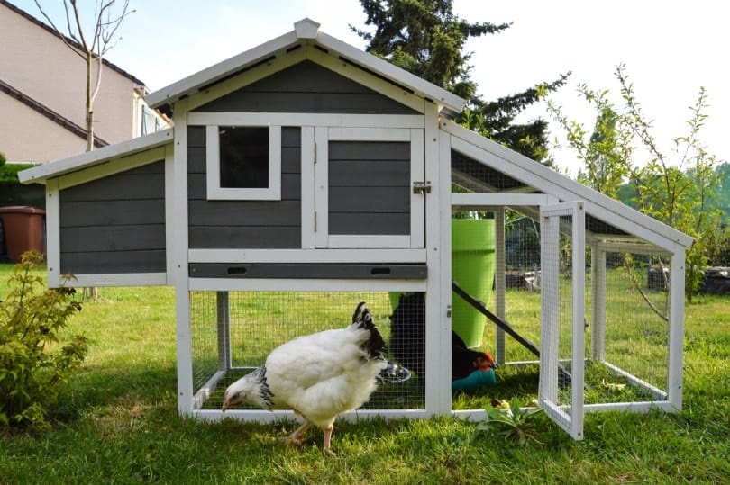chicken coop with hens