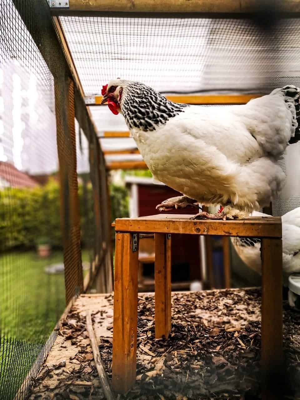 chicken coop