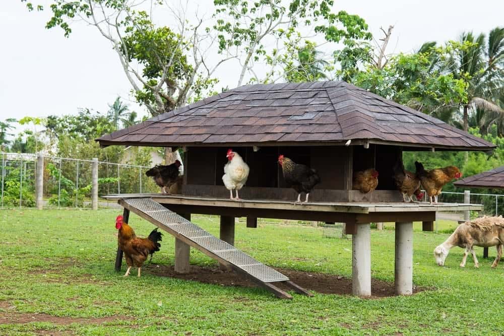 chickens in a coop