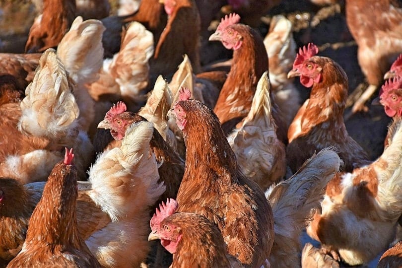 chicken droves