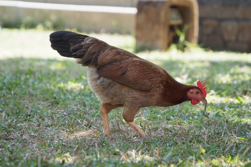 chicken eat worm