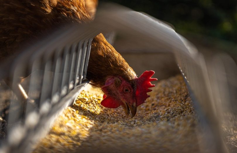 chicken eating grains