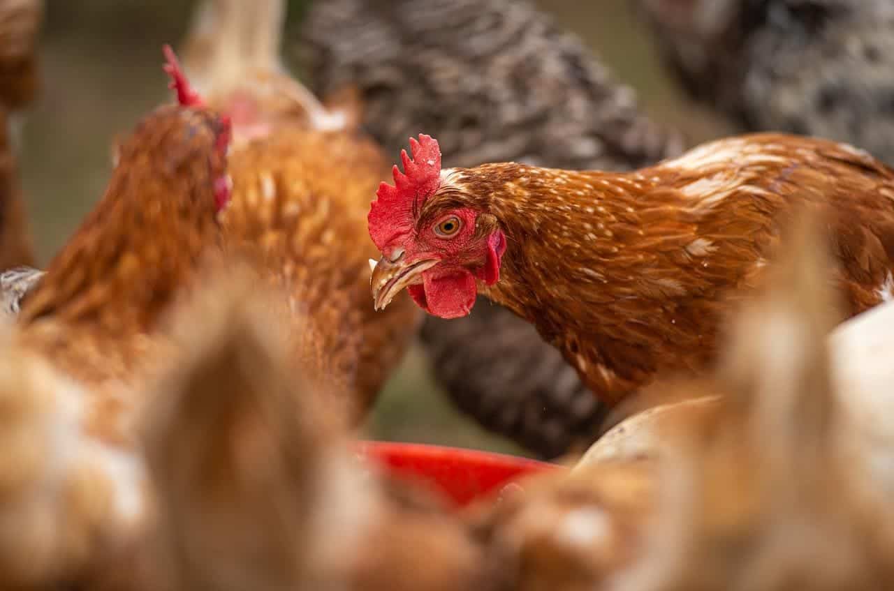 chicken eating feed
