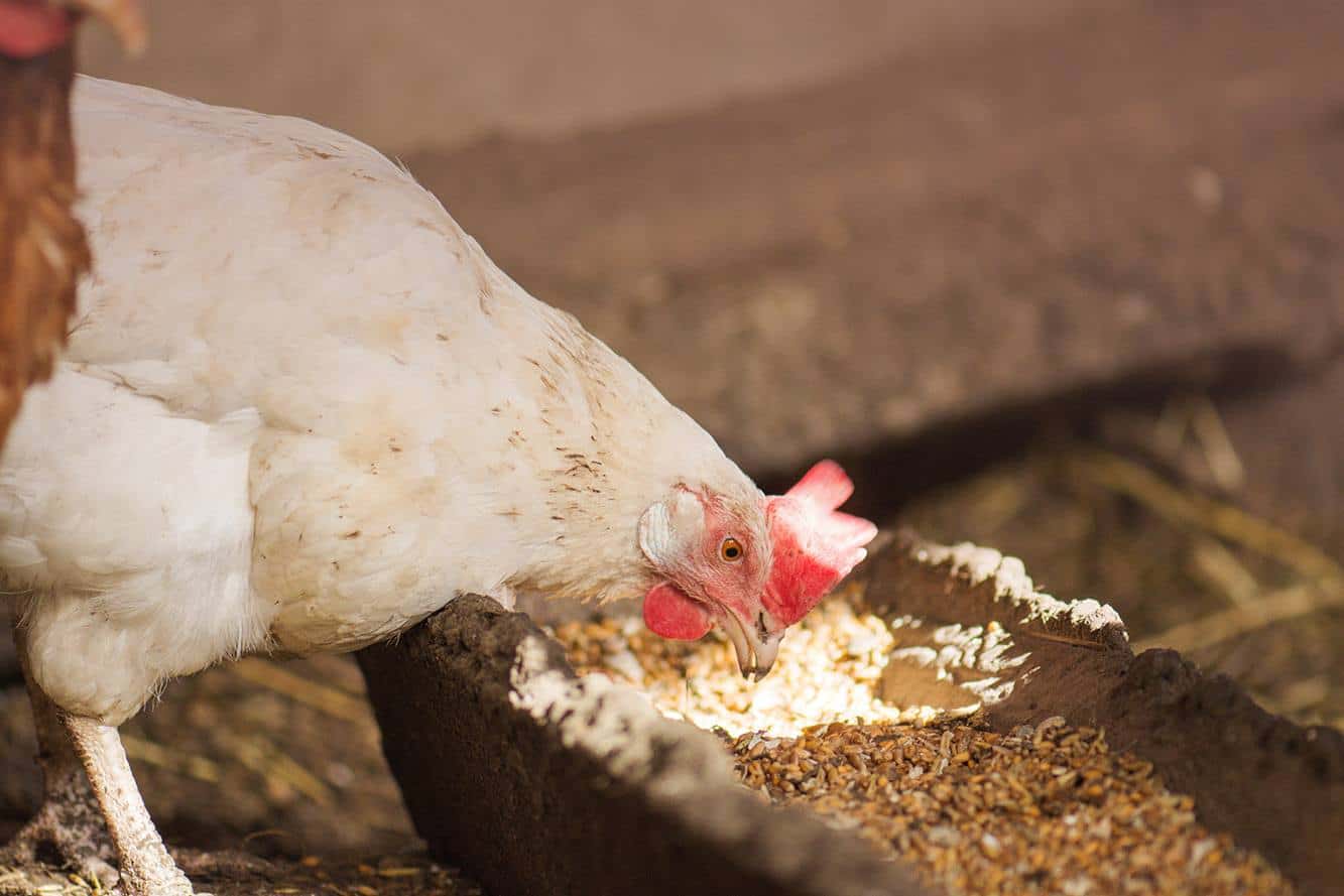 chicken eating feed