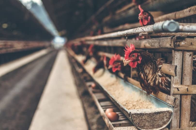 chicken eating grains in coop