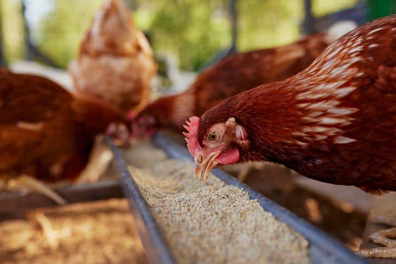 chicken eats feed and grain at eco chicken farm