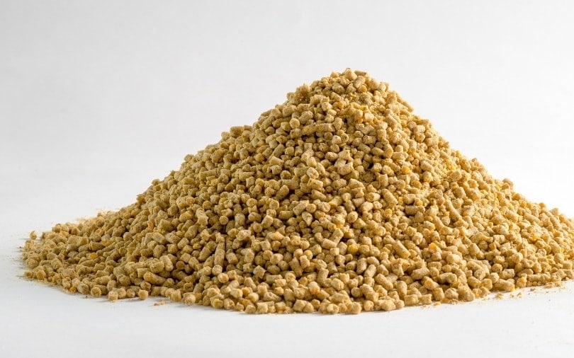 chicken feed_C.Lotongkum_Shutterstock