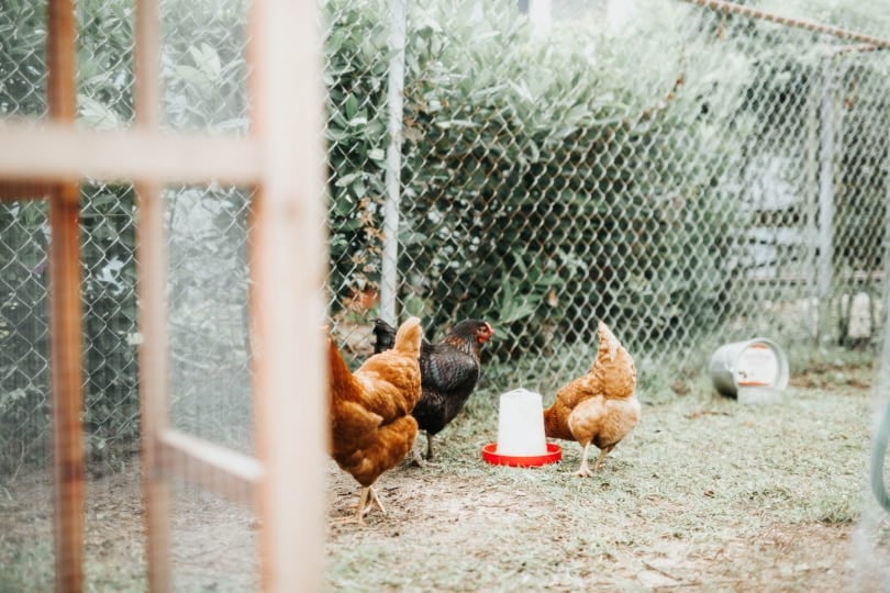 chicken feeder_Piqsels