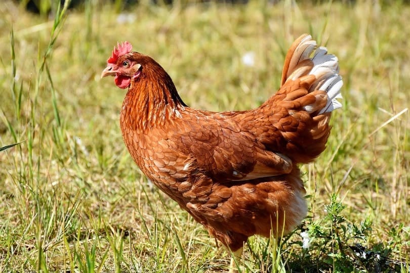 chicken hen