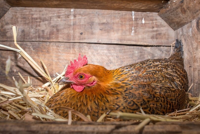 chicken laying egg