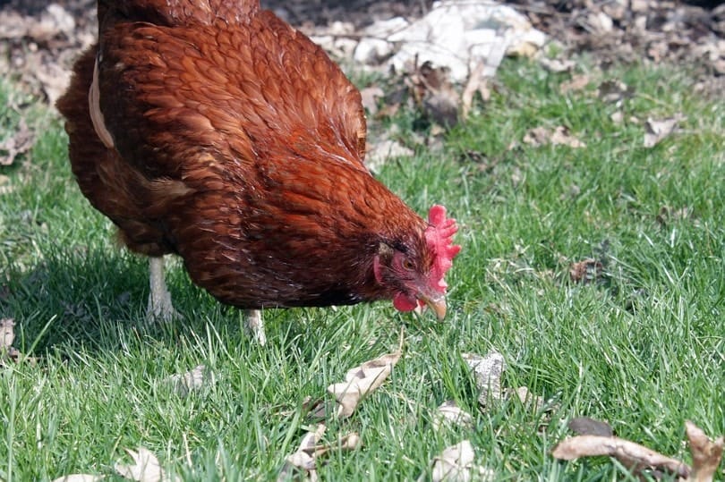 chicken looking for food