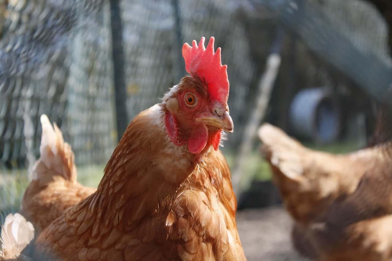 chicken run