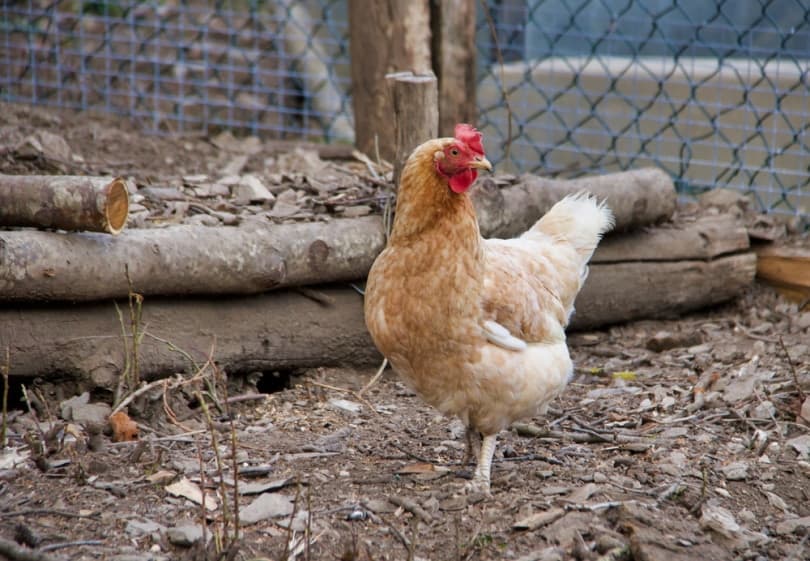 chicken scratching in the ground