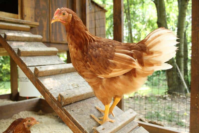 chicken standng on the ladder