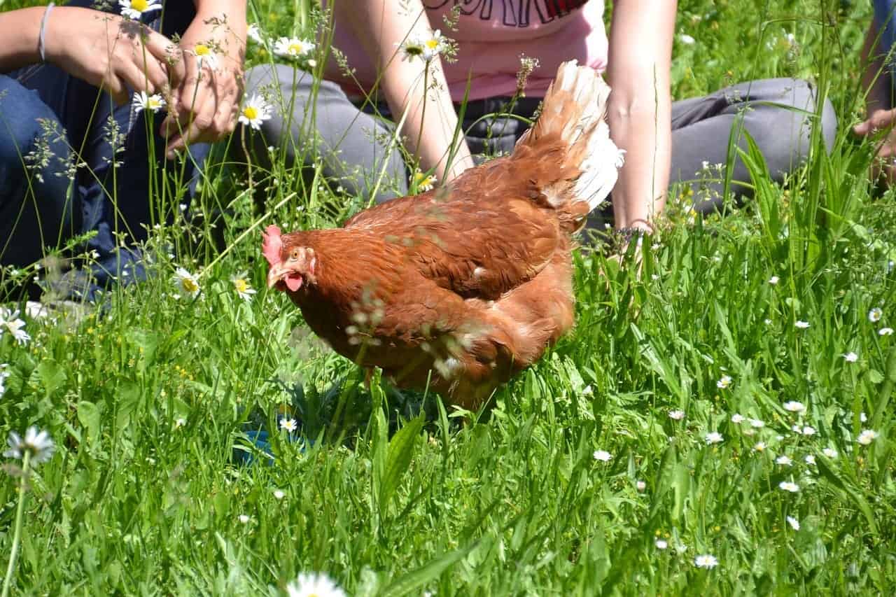 chicken surrounded by humans