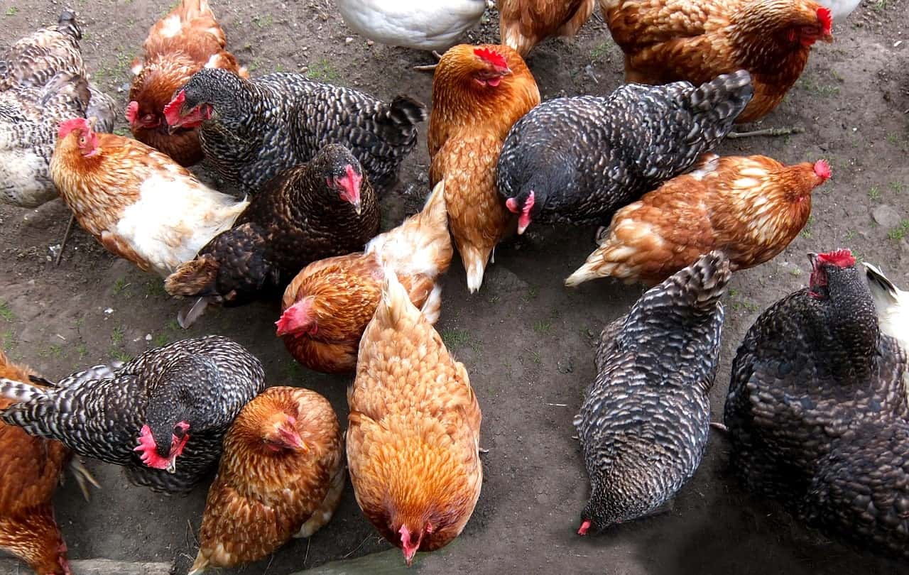 chickens