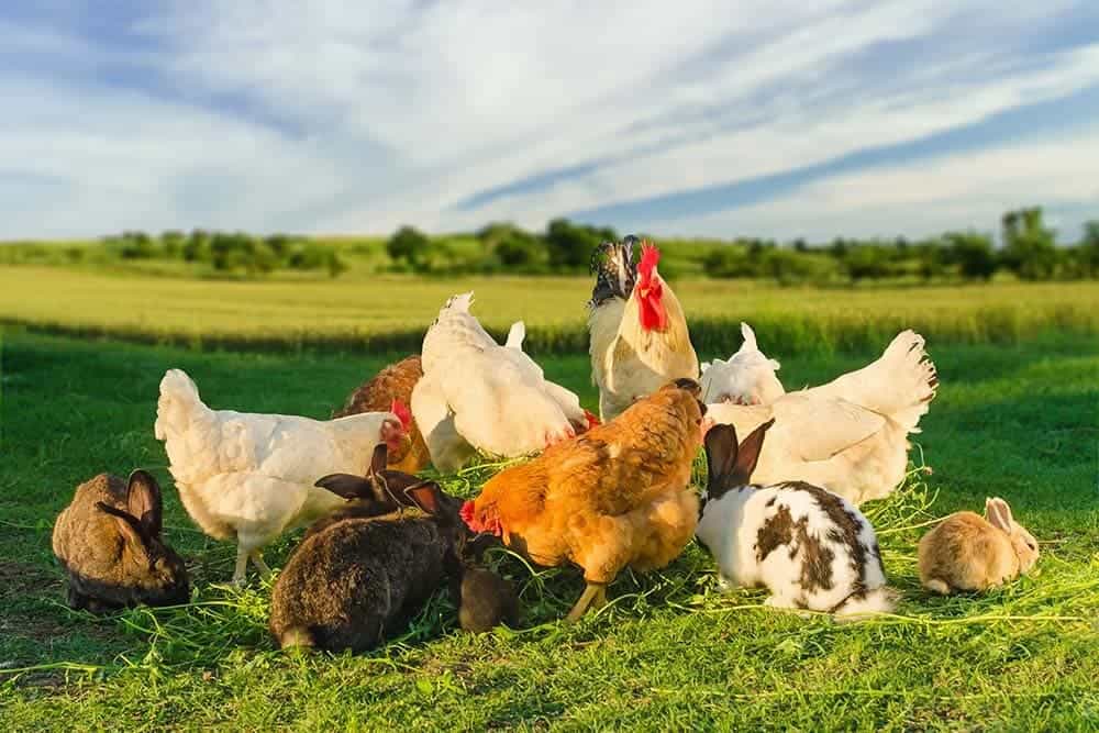 chickens and rabbits together