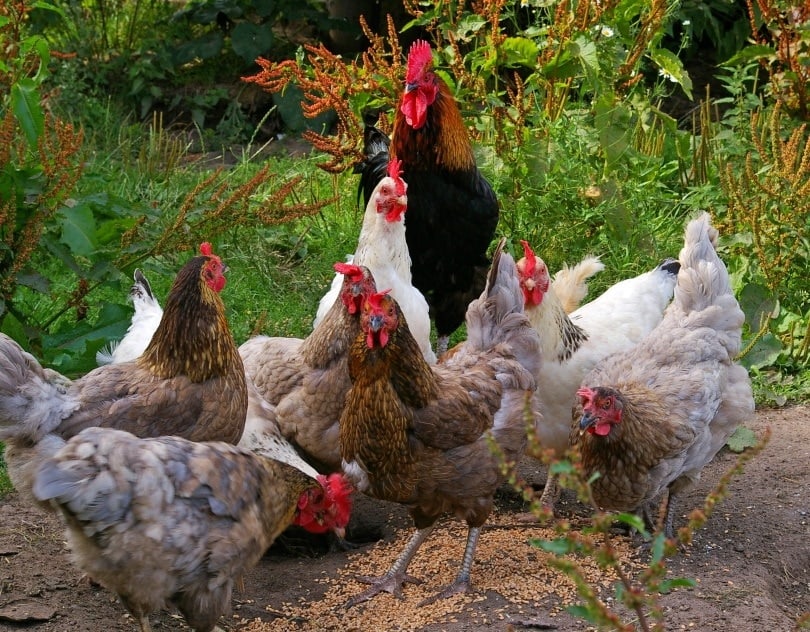chickens_ KRiemer_Pixabay