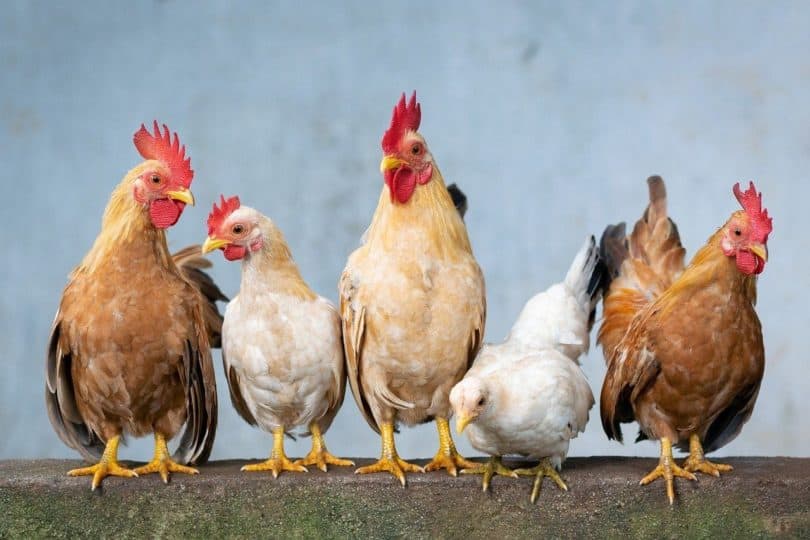 chickens