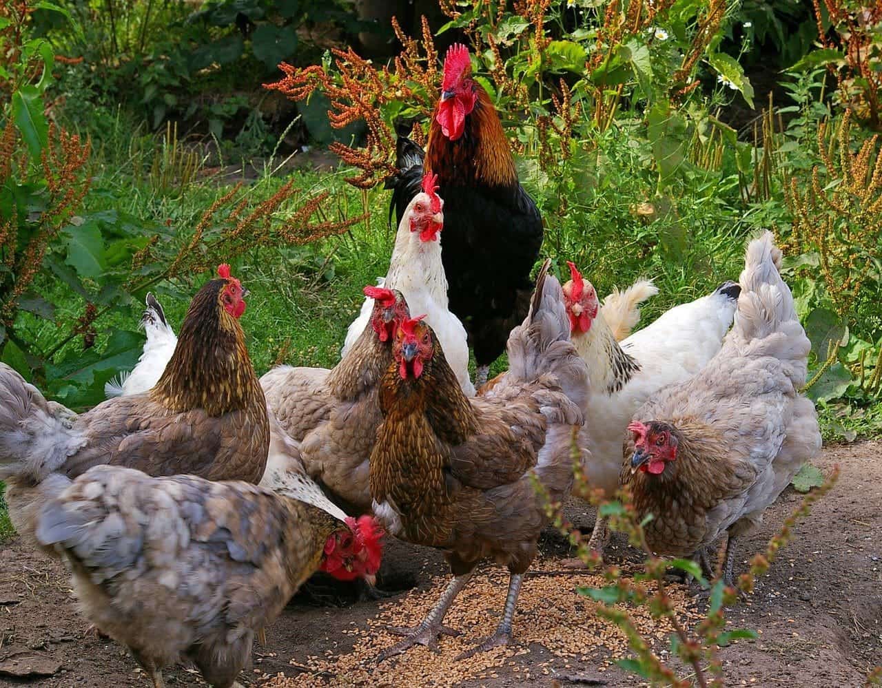 chickens eating