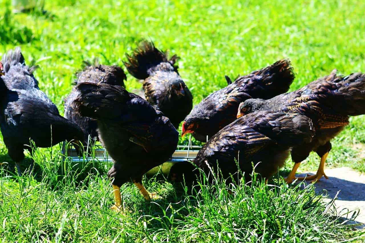 chickens eating
