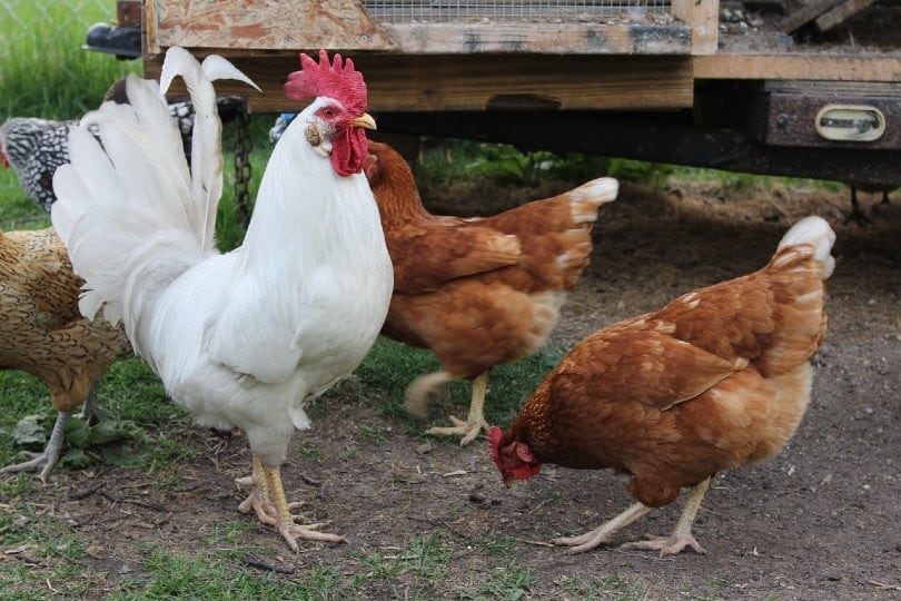 Chickens eating grit