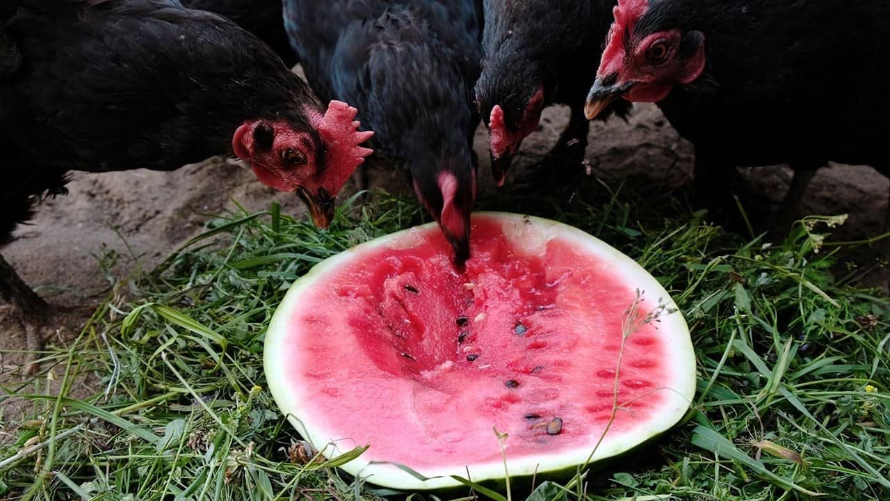 chickens eating watermelon