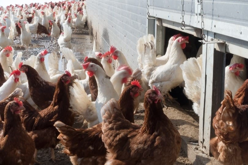 chickens in a factory