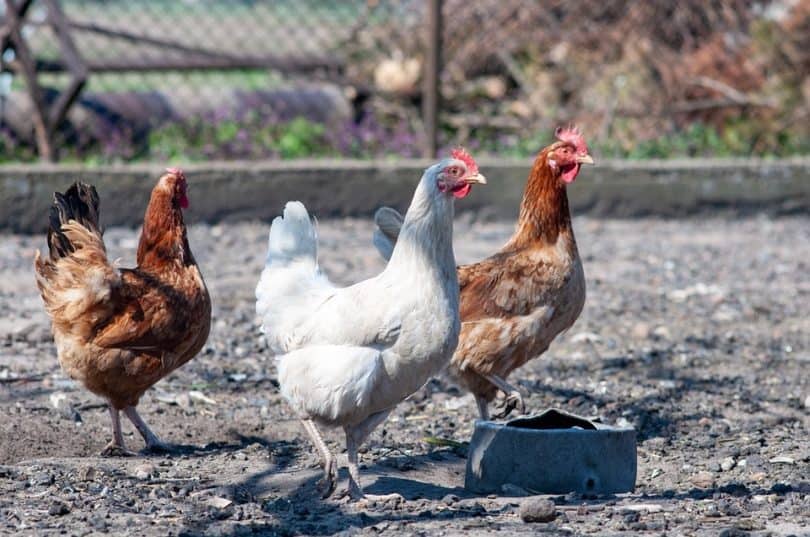 chickens in coop