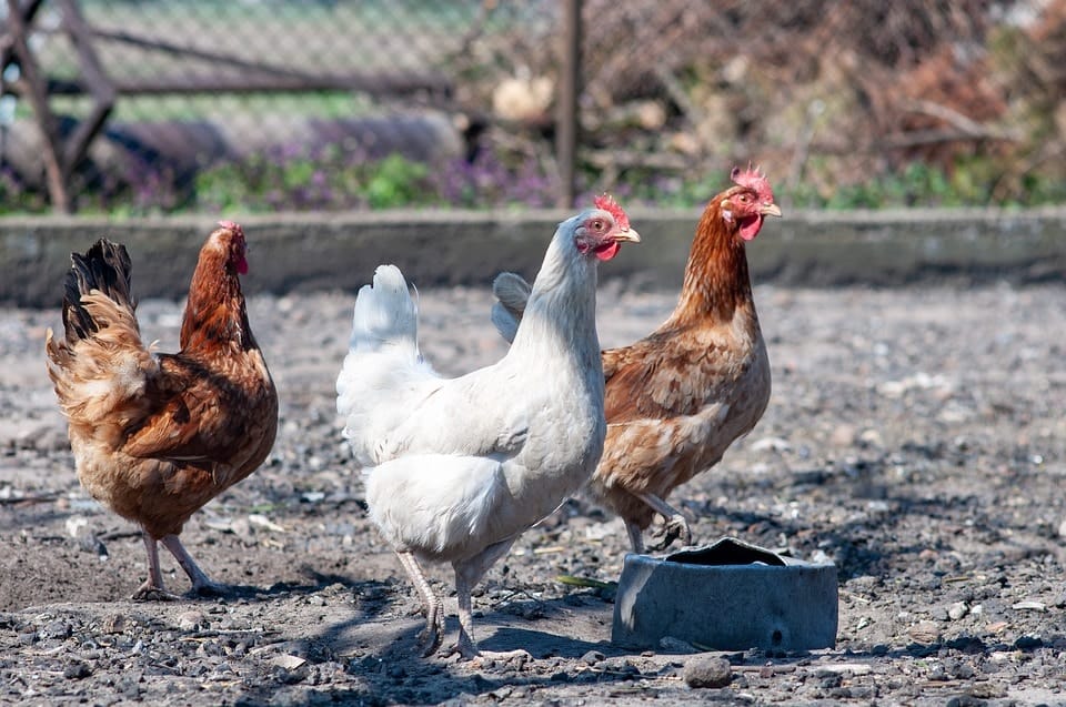 chickens in coop