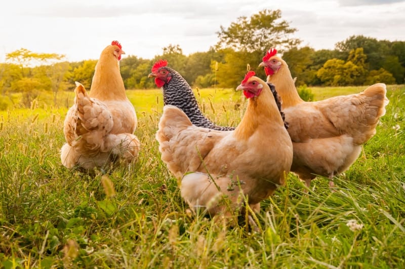 chickens in the meadow