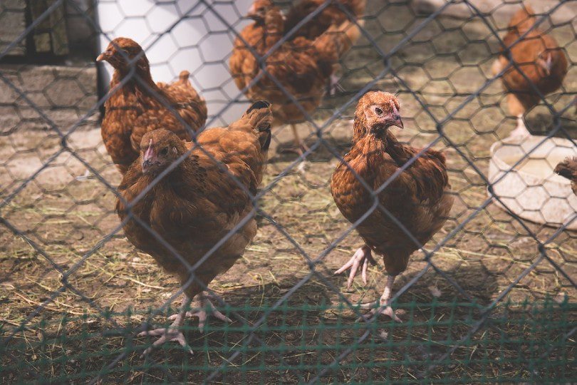 chickens inside coop