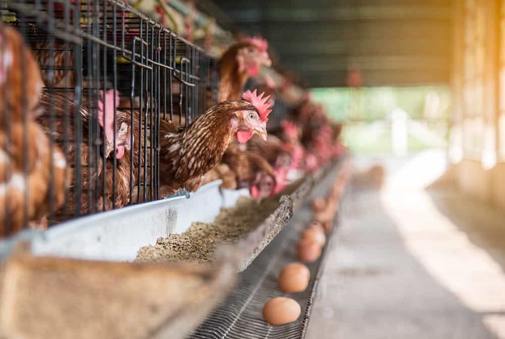 chickens laying eggs in the farm