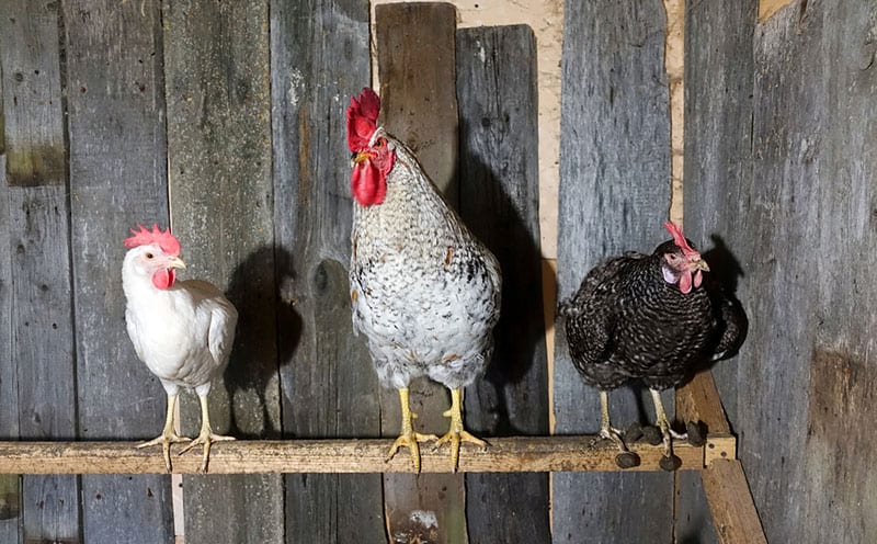 chickens on a roost