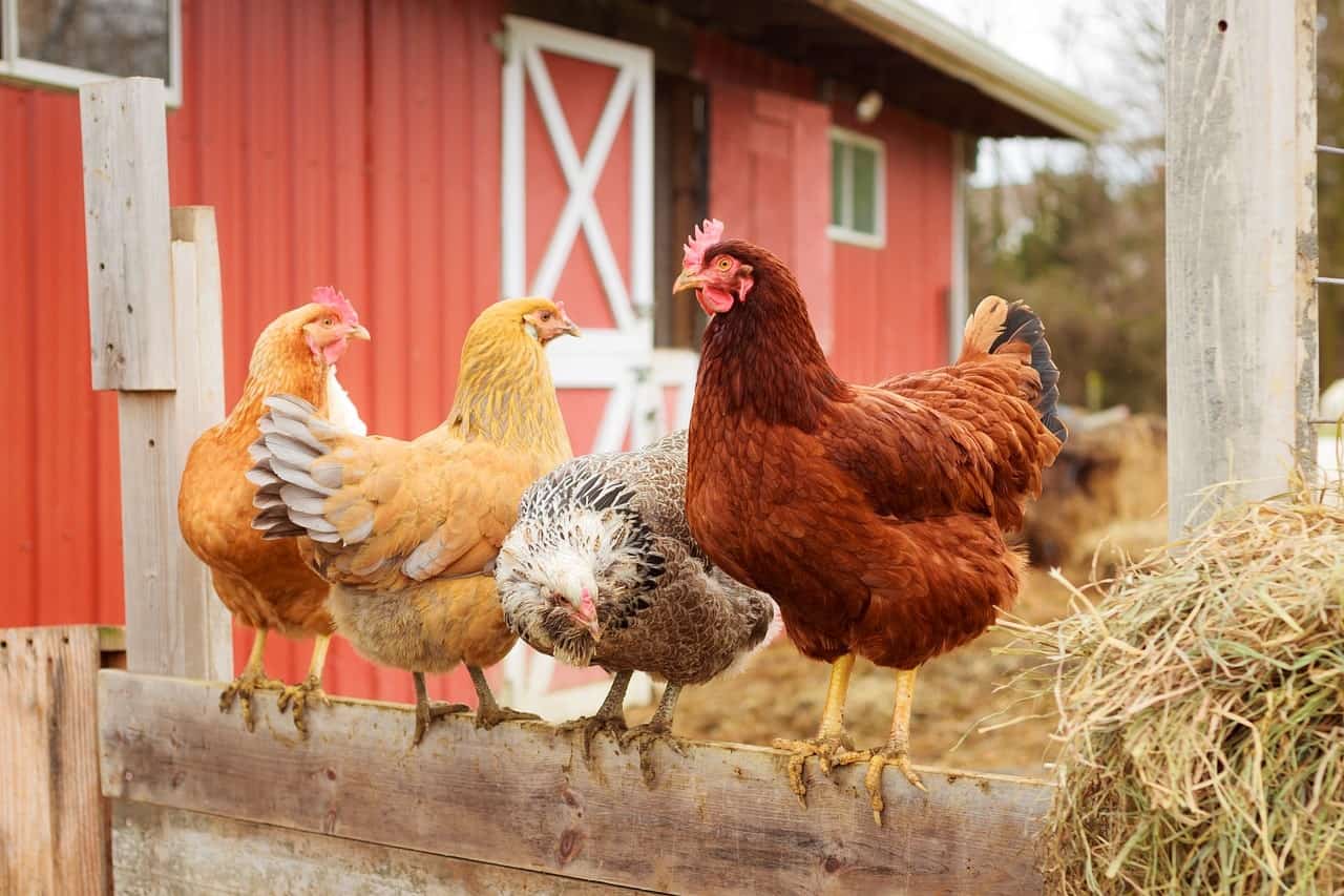 chickens on fence