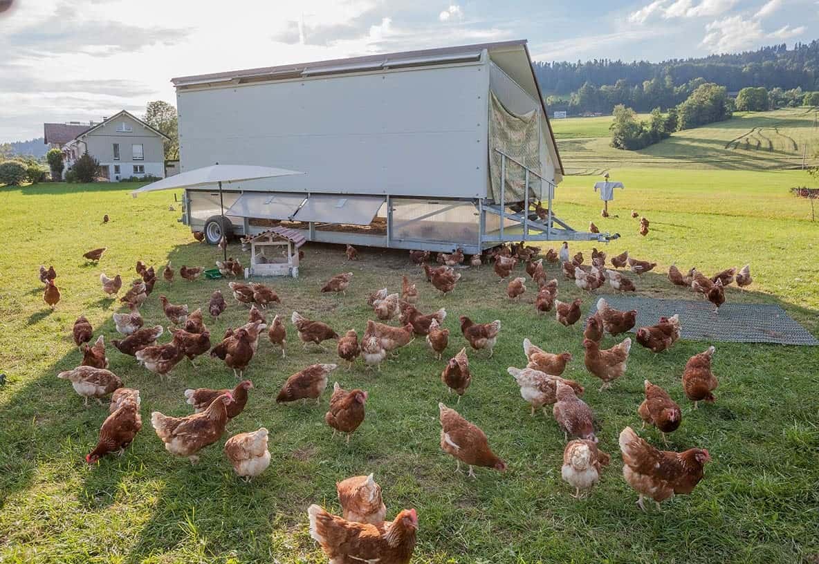 chicken outside mobile coop