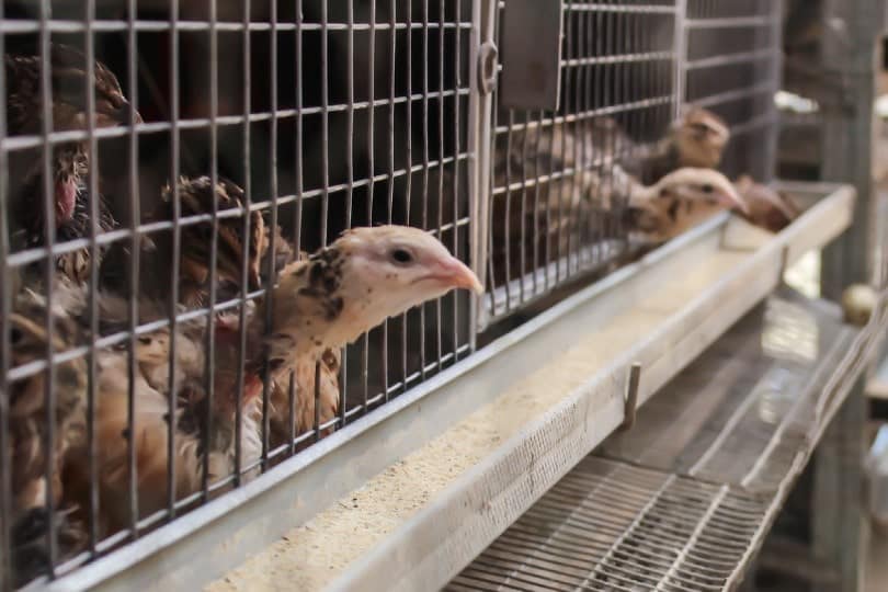 chickens ready to slaughter