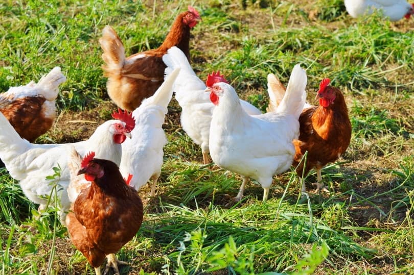 chickens walking on grass