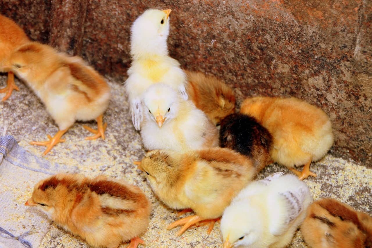 chicks eating