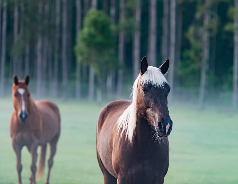 chocolate Kentucky Mountain Saddle Horse mare
