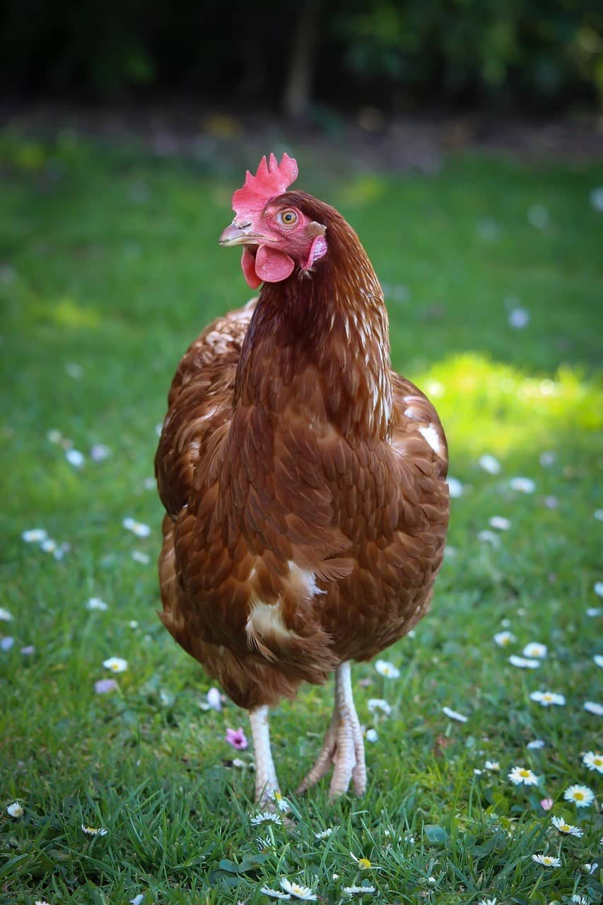 cinnamon chicken